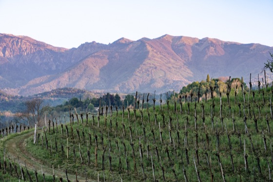 The Write Taste wine report on Asolo Prosecco
